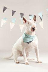 wildebeest does a fantastic job of branding at every touchpoint, and making their products unique, while telling a sustainable story! #DogConcepts #Retail #Cali