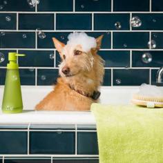 WhistleGPS (a location and activity tracker for dogs) does an amazing job of branding and creating content that will resonate with consumers. Best part is… they haven't even launched yet! #PetFriendly #Retail #Branding #Advertisement