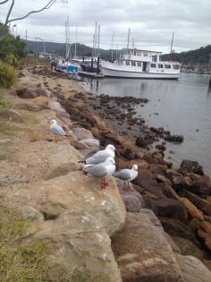 Such a scenic location. - King Tide Cafe, Brooklyn, NSW, 2083 - TrueLocal
