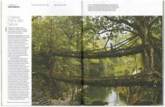 tree root bridges in india - nature is amazing!