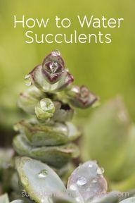 awesome,cool,interesting,,great How to Water Succule