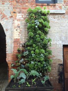 
                        
                            Great DIY wall at Ethos in Hobart
                        
                    