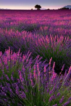 
                    
                        Sunset on a lavender field.
                    
                