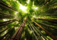 Kyoto’s Bamboo Forest