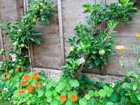 
                    
                        Even small gardens can be highly productive…..
                    
                