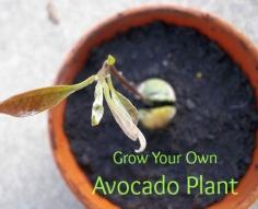 Got it going! It's about 4 ft tall. Maybe in 15 years, I'll have my very own avocado tree! :) lol