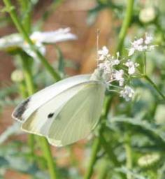 
                    
                        Nature's Wisdom: What Your Garden Knows
                    
                