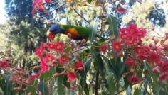 
                    
                        Central Gardens Merrylands - Central Gardens,  Merrylands West, NSW, 2160 - TrueLocal
                    
                