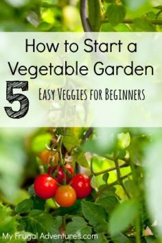 5 Easy To Grow Plants for Your First Vegetable Garden - My Frugal Adventures Green beans are an easy plant to grow in your first vegetable garden. The only hard part is knowing if the plants or seeds you have are a bush variety or are climbers. If they are bush beans, then you don’t need to do anything other than plant them a half an inch under the soil and water in well. If they are climbers, you will need to add a trellis or plant them up against a wall so that they can climb up. Green beans start to produce on average 45 days after you plant them. Cucumbers or zucchini are also very easy vegetables to grow. When planting the seed, make sure it is buried at least 3x the diameter of the seed. Since these tend to be large seeds, make a hole half an inch down and cover it up. In a week the plant will be about an inch high already! If transplanting, make the hole the size of the root ball and gently tease out the roots and place it in the hole then water it in well. These plants can get quite large so plant 12 inches apart. It should start to set out fruit after 30 days and you can be eating cucumbers and zucchini in as little as 60 days. Tomatoes are another plant that are not too difficult to grow. There are so many varieties to choose from and selecting what you want to grow might be the hardest part! The key to tomatoes is to remember they will not set fruit if the daytime temperatures get over 90 degrees. If you are in the Southwest, plant tomatoes in February and after Mother’s Day in most areas of the Midwest and Northern states. Make sure that the tomatoes are not on the ground as too many insects and critters will eat them before you do! You can harvest the tomatoes when they are still green or you cut some of the vine with it and allow them to continue to ripen on the vine in your kitchen. (technically tomatoes are fruit but in cooking they are usually used as a savory ingredient so we included them as a veggie for the purposes of this post.) Both spinach and leaf lettuce are also quite easy to grow for the beginning gardener. You can mix the seed and spread the mixture over an area and cut the baby leaves after they are a couple inches tall. This successive sowing will keep new leaves growing each week and allows you to have fresh greens until the weather gets too warm!
