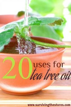 Twenty Uses for Tea Tree Oil. Tea tree oil is an essential oil distilled from a plant called Melaleuca alternifolia found in Southeast Queensland and Northern New South Wales.  The oil is clear yet you may find some with a light gold hue.