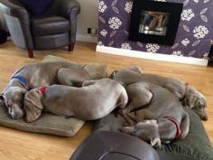 weim sleepover