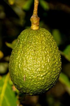 
                    
                        The Truth about Avocado Oil for Hair Growth - Does using cold pressed avocado oil for hair growth work and just what's in the oil that makes it so good for improving your hair's strength and shine?
                    
                