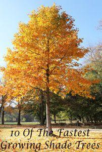 fast growing shade trees  - Tulip tree - Dawn Redwood (waterlogged ditch) - Empress Tree - Japanese Zelkova.