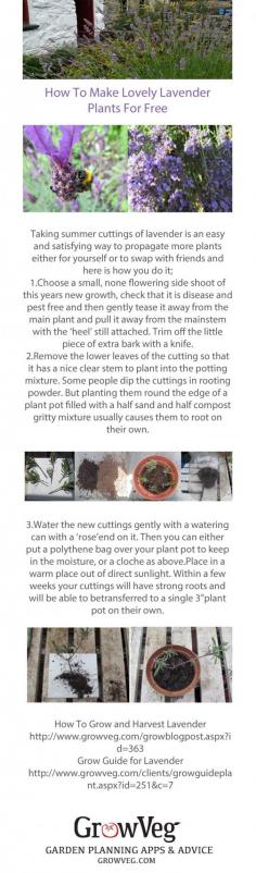 
                    
                        Make more lavender plants for free! How to propagate lavender from this years new growth, this method will work for all types of lavender and rosemary too, it's an easy way of increasing your stock and making gifts to swap or to give to friends.There are 2 links added at the bottom from growveg.com which show you how to grow and harvest your lavender when it has established. Hope that you enjoy the post and that your garden has added fragrance!
                    
                