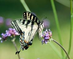 
                    
                        The BEST Top 3  purple plants for a butterfly garden. Butterflies love these plants!
                    
                