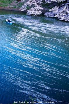
                    
                        Cherry Blossom Petals' Waves on Pond by Boat in Japan
                    
                
