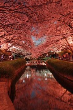 
                    
                        Cherry Blossom Path at Night, Japan
                    
                