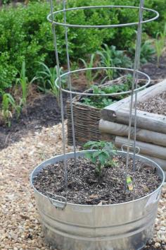 
                    
                        5 Tips to Start Your Vegetable Garden
                    
                