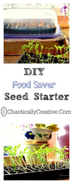 
                    
                        DIY Space Saving Seed Starter
                    
                