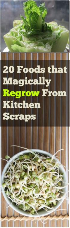 
                    
                        20 Foods that Magically regrow from kitchen scraps
                    
                