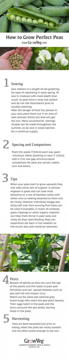 
                    
                        How to Grow Perfect Peas so you can experience that lovely" straight from the pod "sweetness. A great first veggie to do with children who enjoy the harvesting of plump pods full of fresh peas, an easy to sow and low maintenance crop, with attractive flowers as a bonus.
                    
                