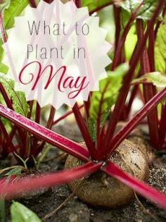 Vegetables - List of Vegetables and Vegetable Varieties. Plant Encyclopedia - BHG.com