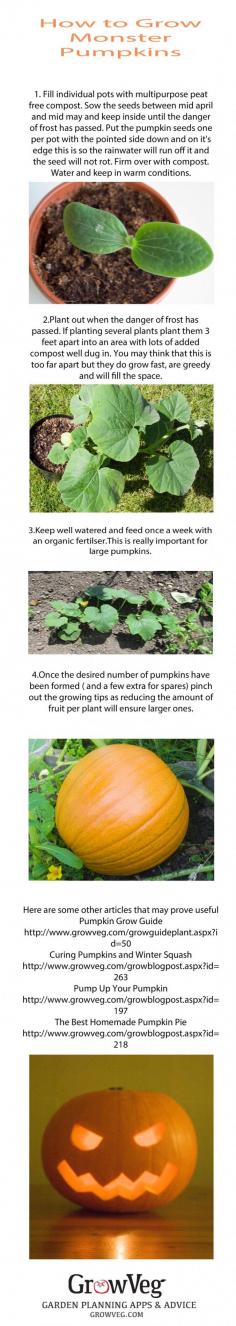 How to grow Monster Pumpkins.