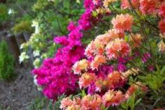 
                    
                        If you live on a property that is shady all day long, then you may be lamenting the fact that you can’t easily grow sun-loving flowers such as daisies or
                    
                