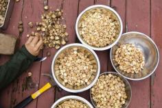 
                    
                        This Gluten-Free Flour Comes from Acorns #breakfast #glutenfree trendhunter.com
                    
                