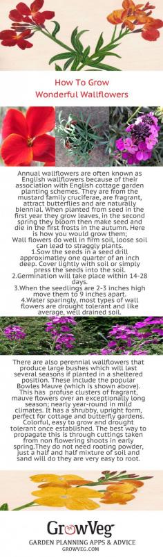 
                    
                        An English Cottage garden favourite the wallflower is easy to grow and will flourish with very little attention. The short lived types are biennials, but there are some  perennial types too of which Bowles Mauve is one. Fragrant, drought tolerant and beloved of butterflies they add a splash of colour to a border and will flower profusely until the frosts. For  similar plants check out  our pinterest board English Cottage Gardening.https:/...
                    
                