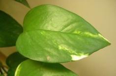 
                    
                        10 Surprising Uses for Mayonnaise Around the Home
                    
                