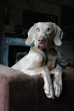 Weimaraner. A dog that was originally bred for hunting in the early 19th century. Weimaraners were used by royalty for hunting large game such as boar, bear, and deer. Weimaraner dog art portraits, photographs, information and just plain fun. Also see how artist Kline draws his dog art from only words at drawDOGS.com He also can add your dog's name into the lithograph.