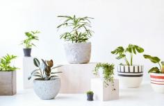 
                    
                        Plant pots from left to right. Styling – Nat Turnbull, Photo – Elise Wilken for The Design Files.
                    
                