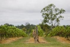 
                    
                        Wandin Valley Estate wedding. Hunter Valley wedding photographer. Image: Cavanagh Photography cavanaghphotograp...
                    
                