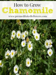 
                    
                        How to Grow Chamomile: Tips for growing chamomile including how to plant chamomile, how to care for your chamomile plants and how to harvest Chamomile
                    
                