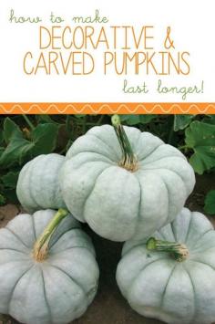 
                    
                        How to Make Your Pumpkins Last Longer | eBay
                    
                