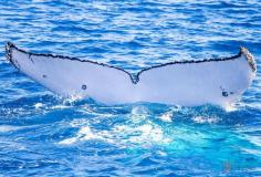 
                    
                        Want to go whale watching in Australia? Click inside to see why Hervey Bay in Queensland is one of the best whale watching spots in Australia!
                    
                