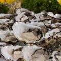 Oysters