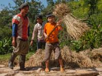 Michelle Chen's son threshing rice at Tigerland Rice Farm