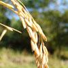 Rice grains ready for reaping