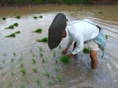 Father Gun showed us high speed planting