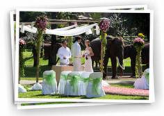 Elephant Park Wedding