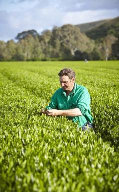 Harvesting & Growing Green Tea