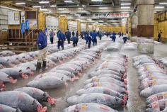 Image result for south korean seafood supply