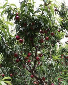 S&R Orchard Summer Fruits Picking Festival Perth