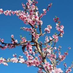 S&R Orchard Summer Fruits Picking Festival Perth