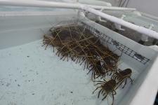 Lobster Alive Gallery