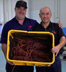 Lobster Alive Gallery