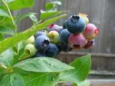 Ditch the plastic tray and learn to grow your own blueberries at home | 1 Million Women