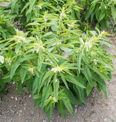 Image result for sesame